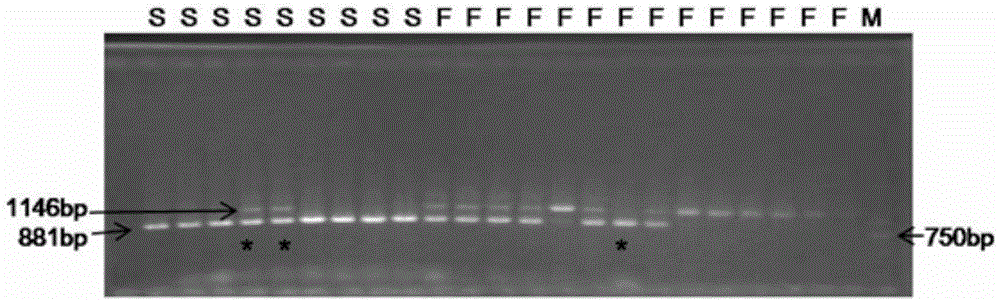 Molecular marker for cabbage cytoplasm male sterile line restore gene and application thereof