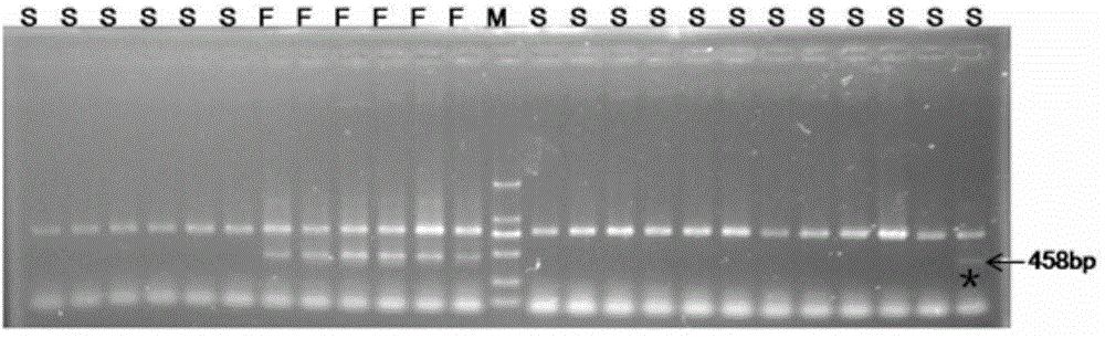 Molecular marker for cabbage cytoplasm male sterile line restore gene and application thereof