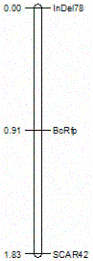 Molecular marker for cabbage cytoplasm male sterile line restore gene and application thereof