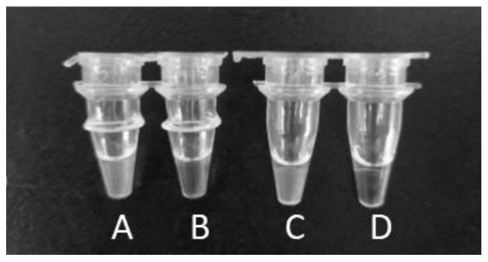 Lamp primer and loop-mediated isothermal amplification detection kit for pet zoonotic chlamydial psittacosis