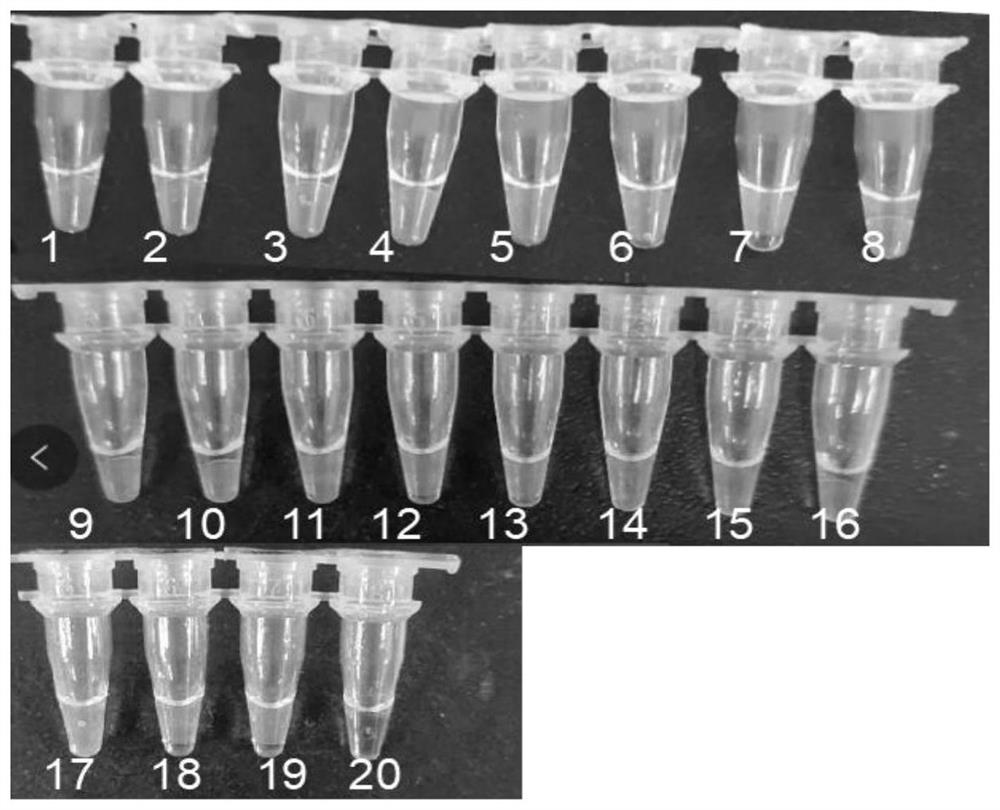 Lamp primer and loop-mediated isothermal amplification detection kit for pet zoonotic chlamydial psittacosis