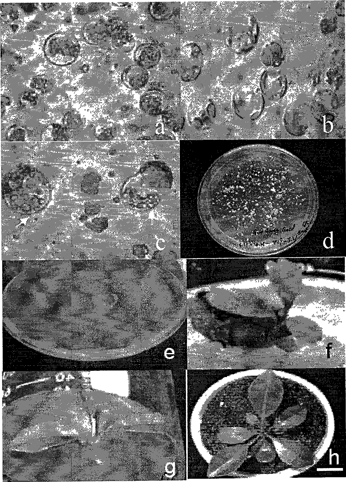 Method for transferring citrus cytoplasm male sterility character