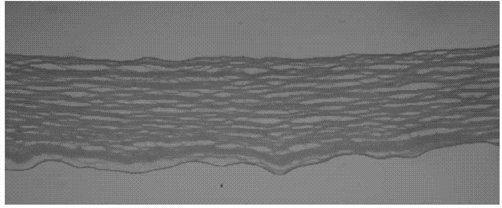 Decellularized porcine cornea tissue and preparation method and application thereof