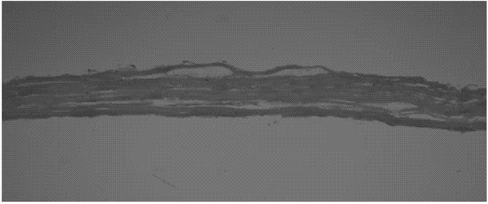 Decellularized porcine cornea tissue and preparation method and application thereof