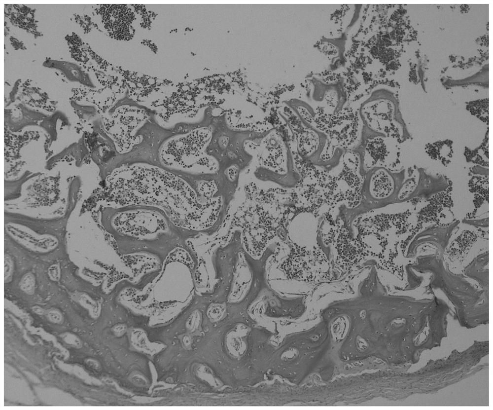 Improved mouse bone marrow tissue section H.E staining method