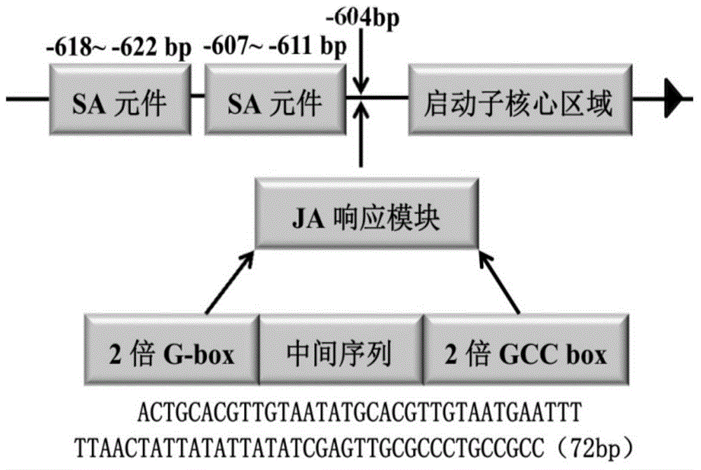 An inducible promoter capable of simultaneously responding to salicylic acid sa and jasmonic acid ja induction and its application