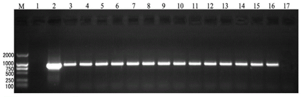 An inducible promoter capable of simultaneously responding to salicylic acid sa and jasmonic acid ja induction and its application