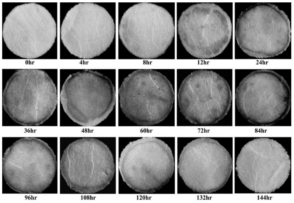 An inducible promoter capable of simultaneously responding to salicylic acid sa and jasmonic acid ja induction and its application