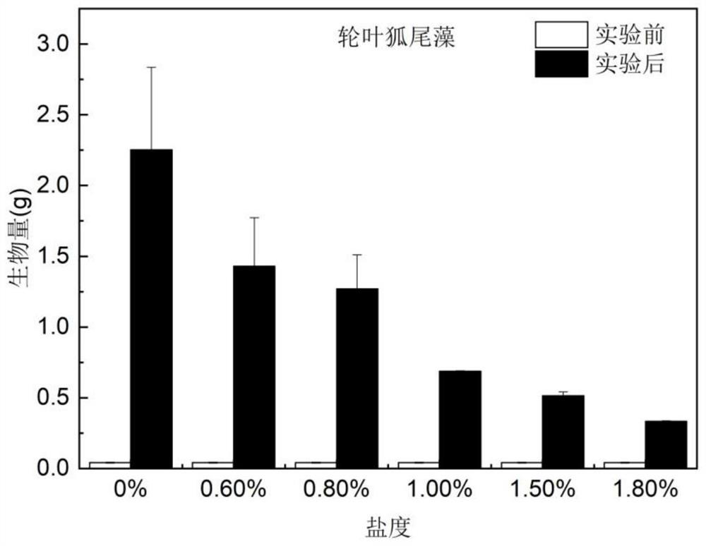 Submerged plant restoration method for coastal city semi-salty water body polluted bottom mud