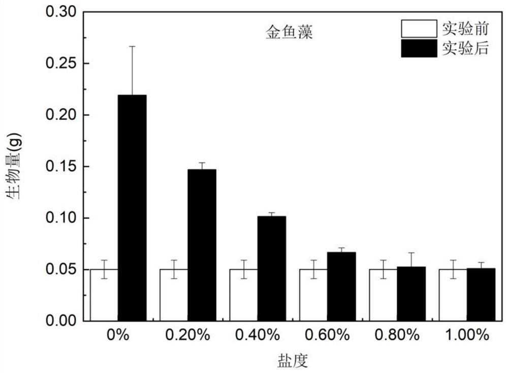 Submerged plant restoration method for coastal city semi-salty water body polluted bottom mud