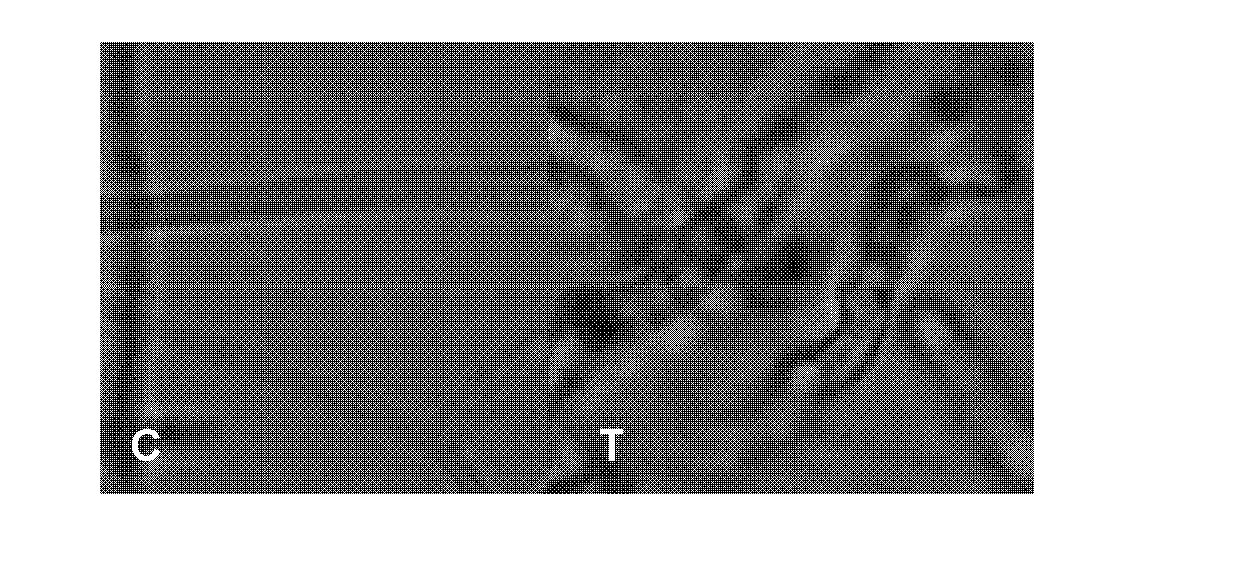 A kind of hydroxylamine compound and preparation method thereof