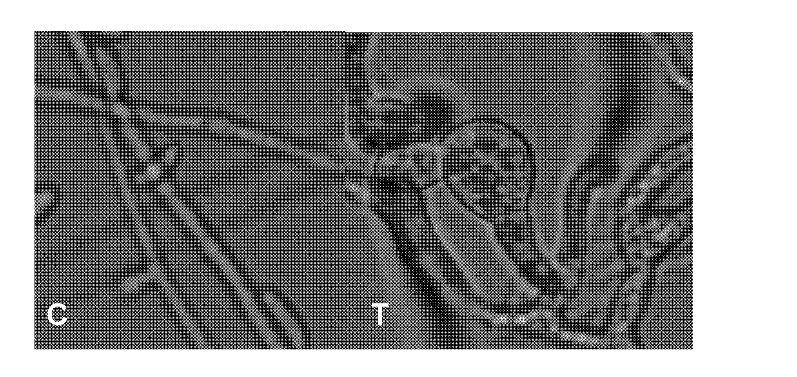 A kind of hydroxylamine compound and preparation method thereof