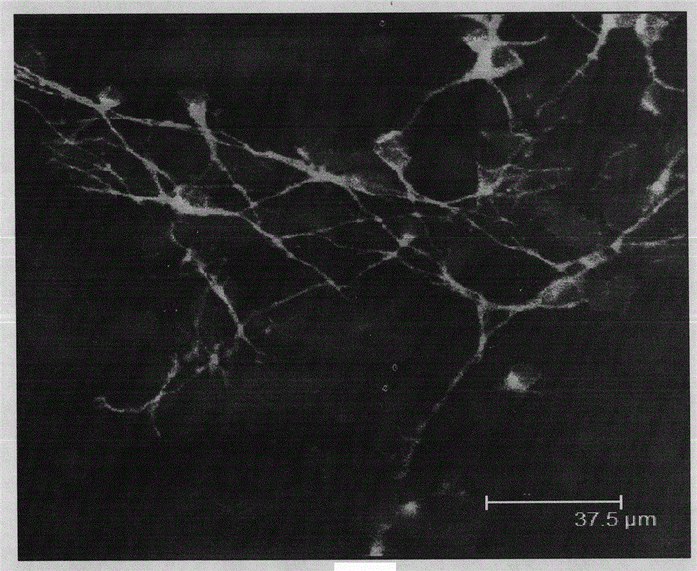 A method for preparing tissue-engineered spinal cord using skin-derived progenitor cells