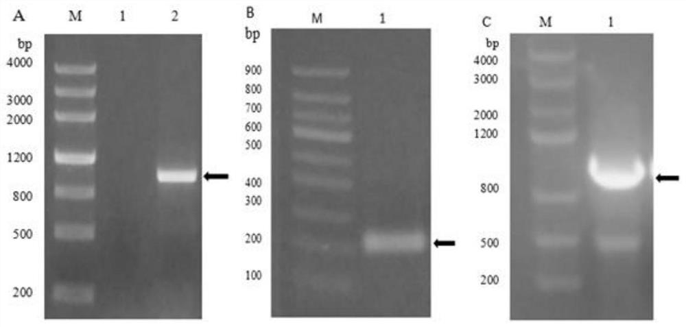 Porcine rotavirus vp fusion protein recombinant and its preparation method and application