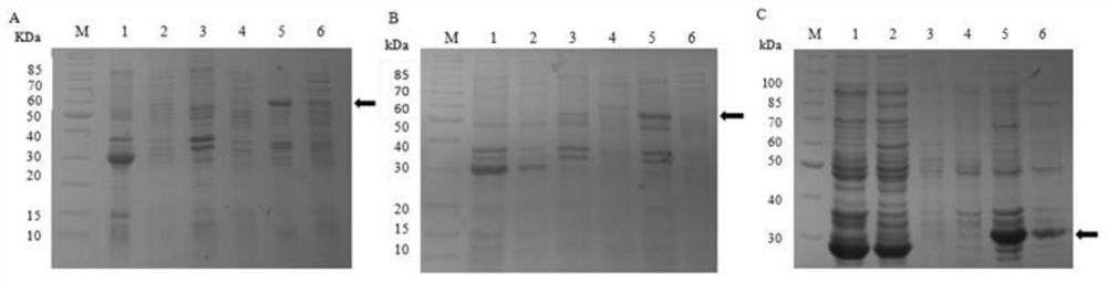 Porcine rotavirus vp fusion protein recombinant and its preparation method and application