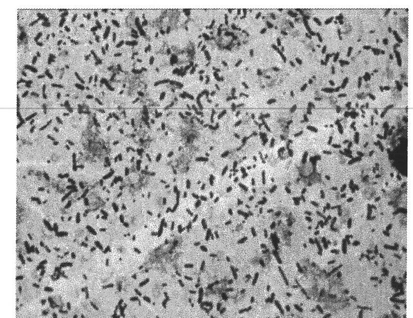 Fluoroglycofen degrading bacteria and bacterial agent prepared from same