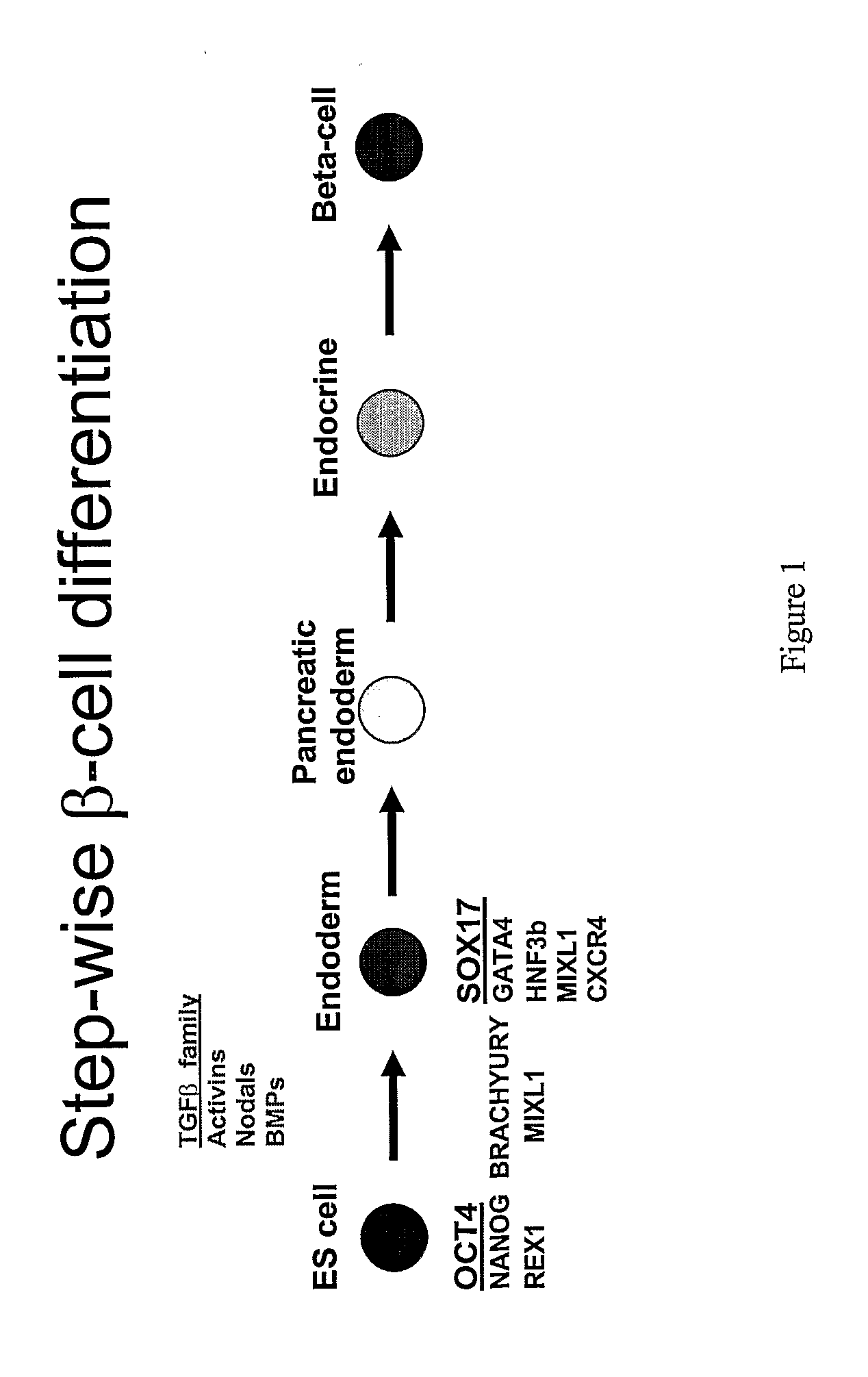 Definitive endoderm