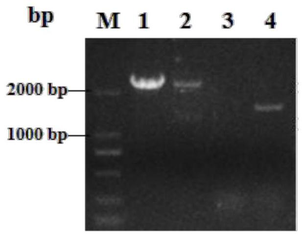 High-yield glutathione pichia pastoris strain G3-SA and application thereof