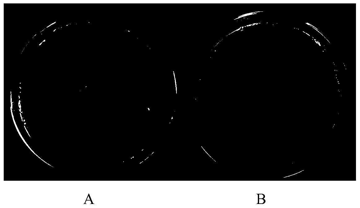 A kind of Pseudomonas bacterial strain and its application