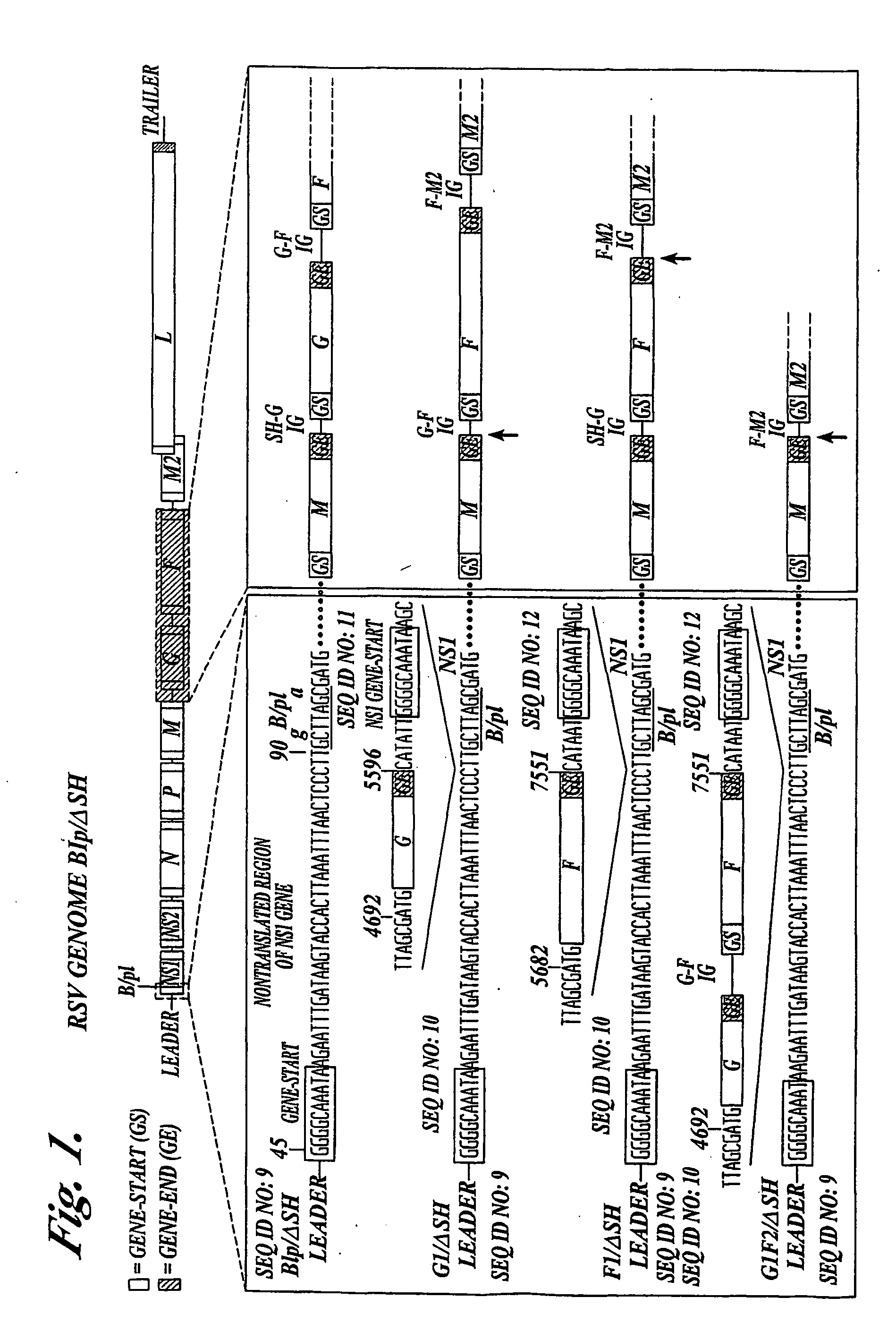 Respiratory syncytial virus vaccines expressing protective antigens from promotor-proximal genes