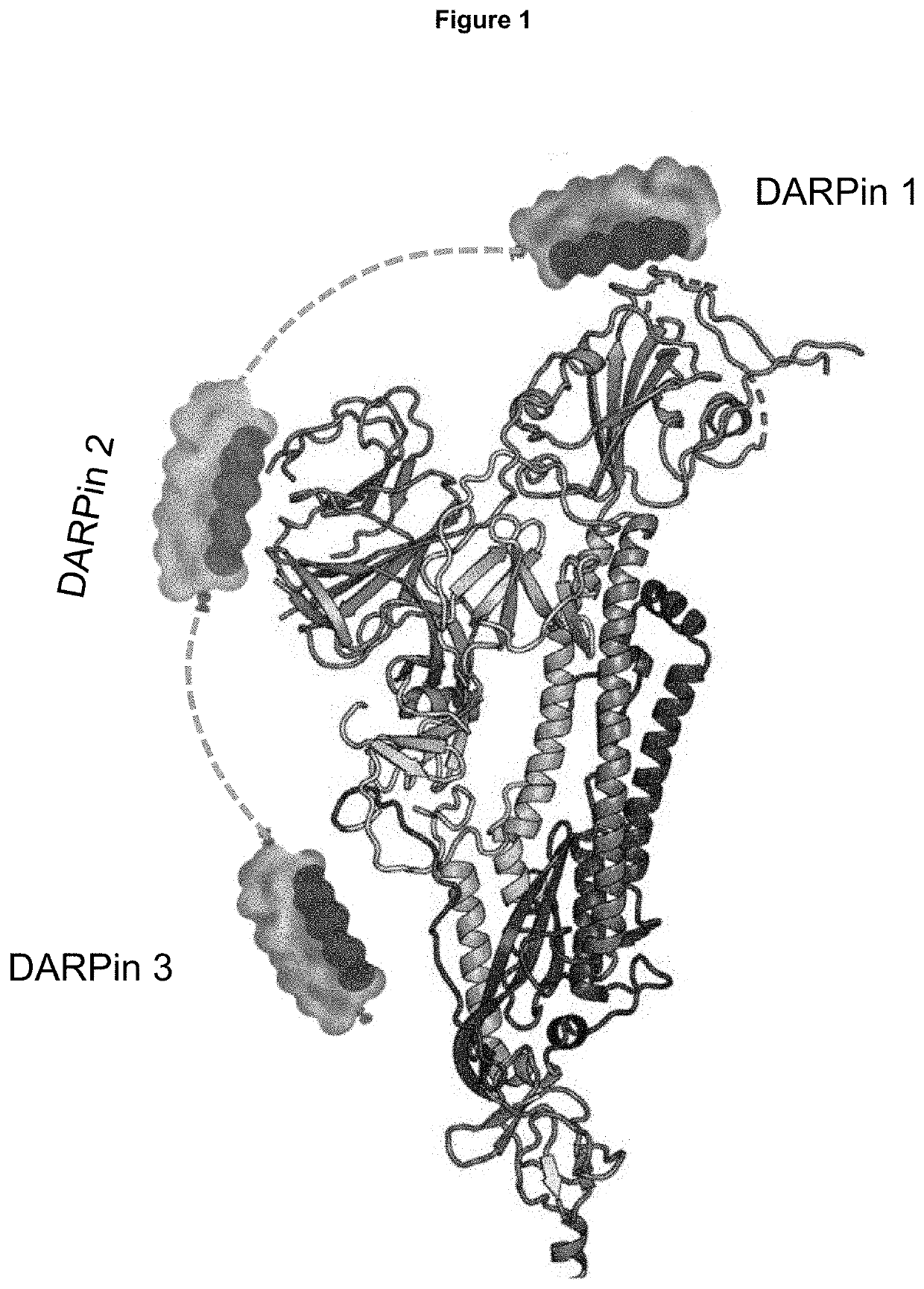 Novel ankyrin repeat binding proteins and their uses