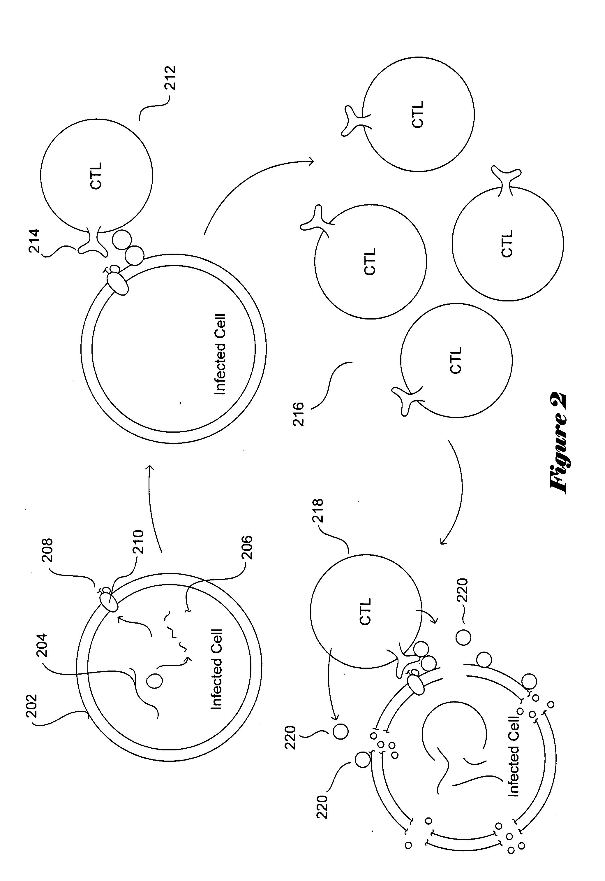 Conserved-element vaccines and methods for designing conserved-element vaccines