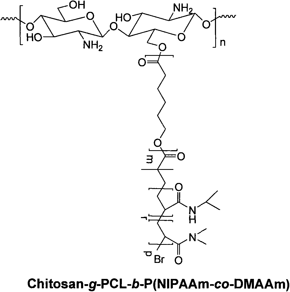 Method for preparing temperature-sensitive amphipathic graft copolymer with chitosan as main chain