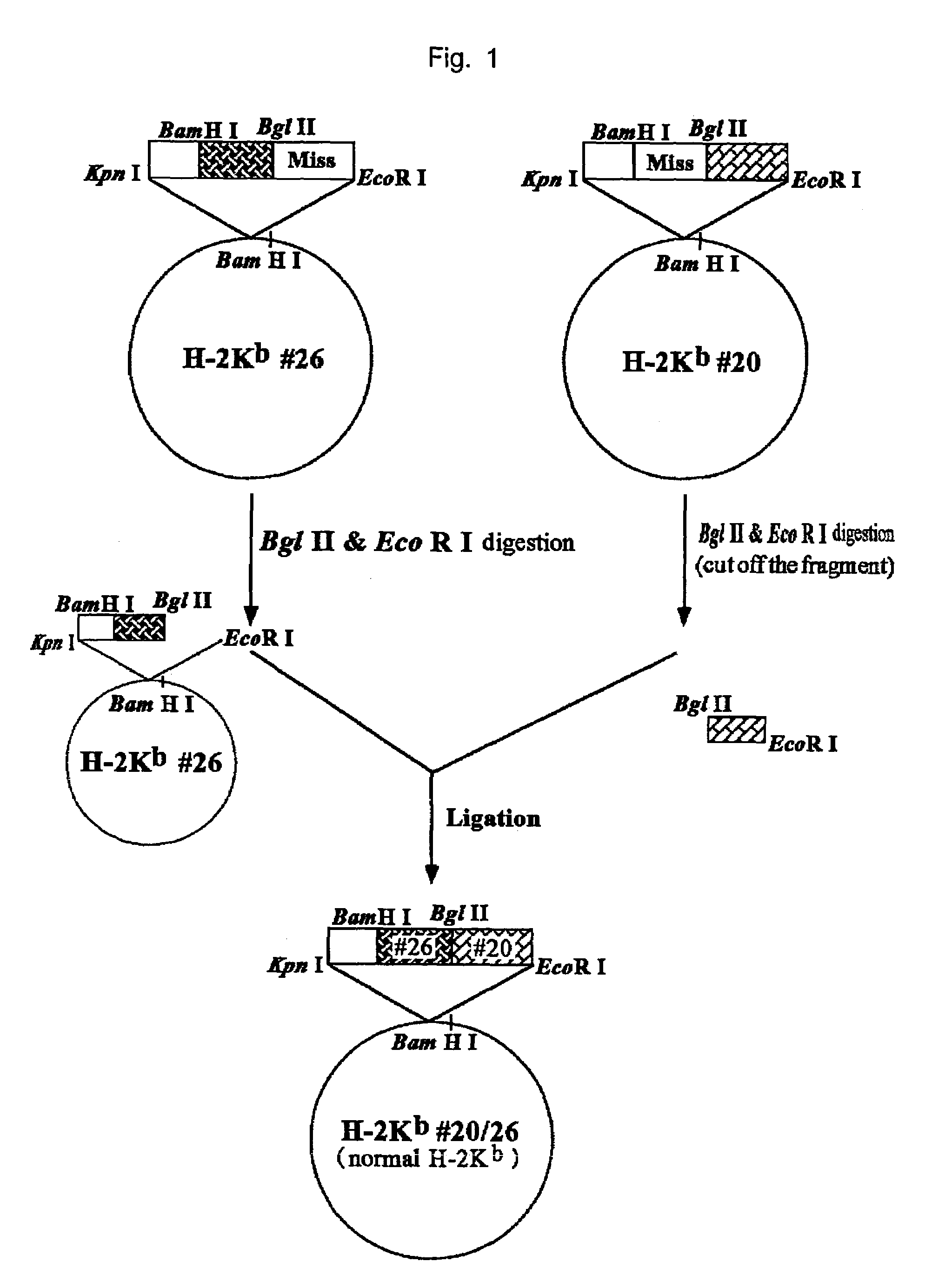 HLA-A24-restricted cancer antigen peptides