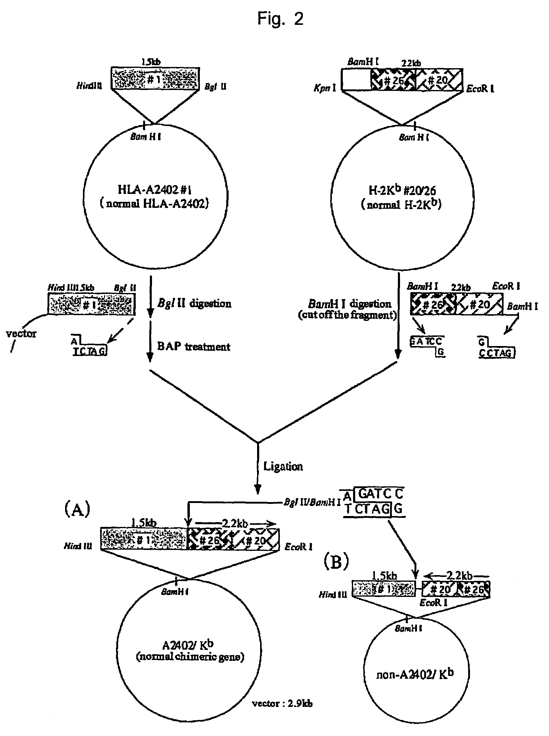 HLA-A24-restricted cancer antigen peptides