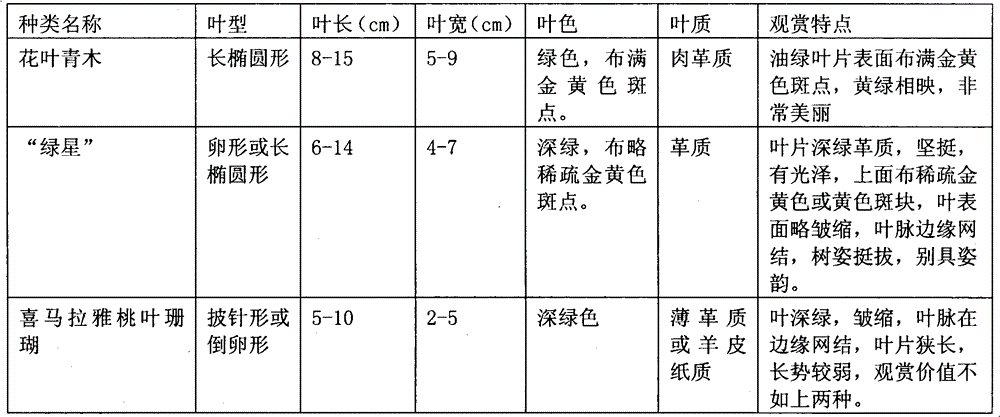 Crossbreeding method of novel Aucuba chinensis