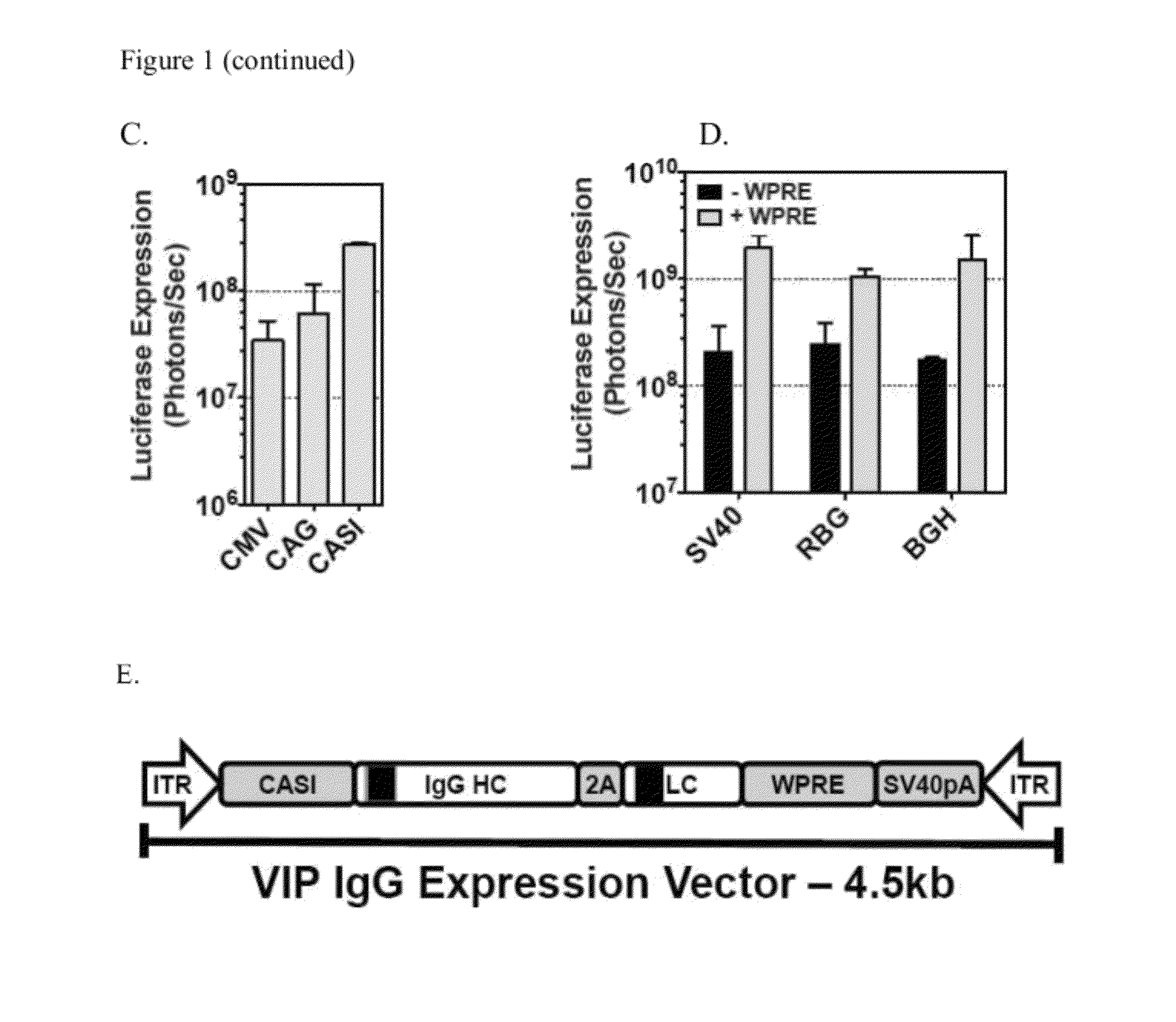 Delivery of proteins using adeno-associated virus (AAV) vectors