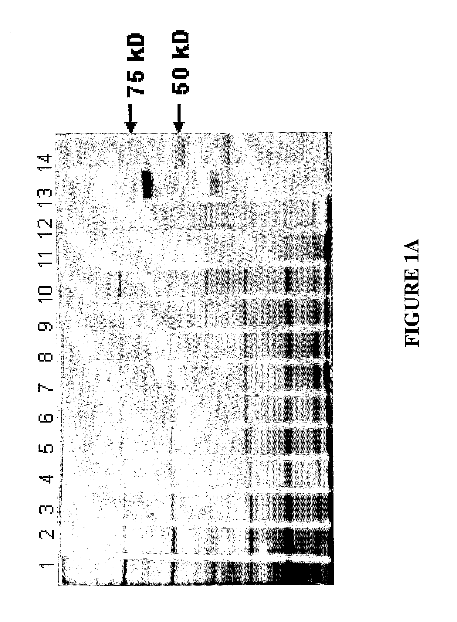 Enriched Pag-55 Fraction and Methods for Early Detection of Preganancy in Ungulate Animals