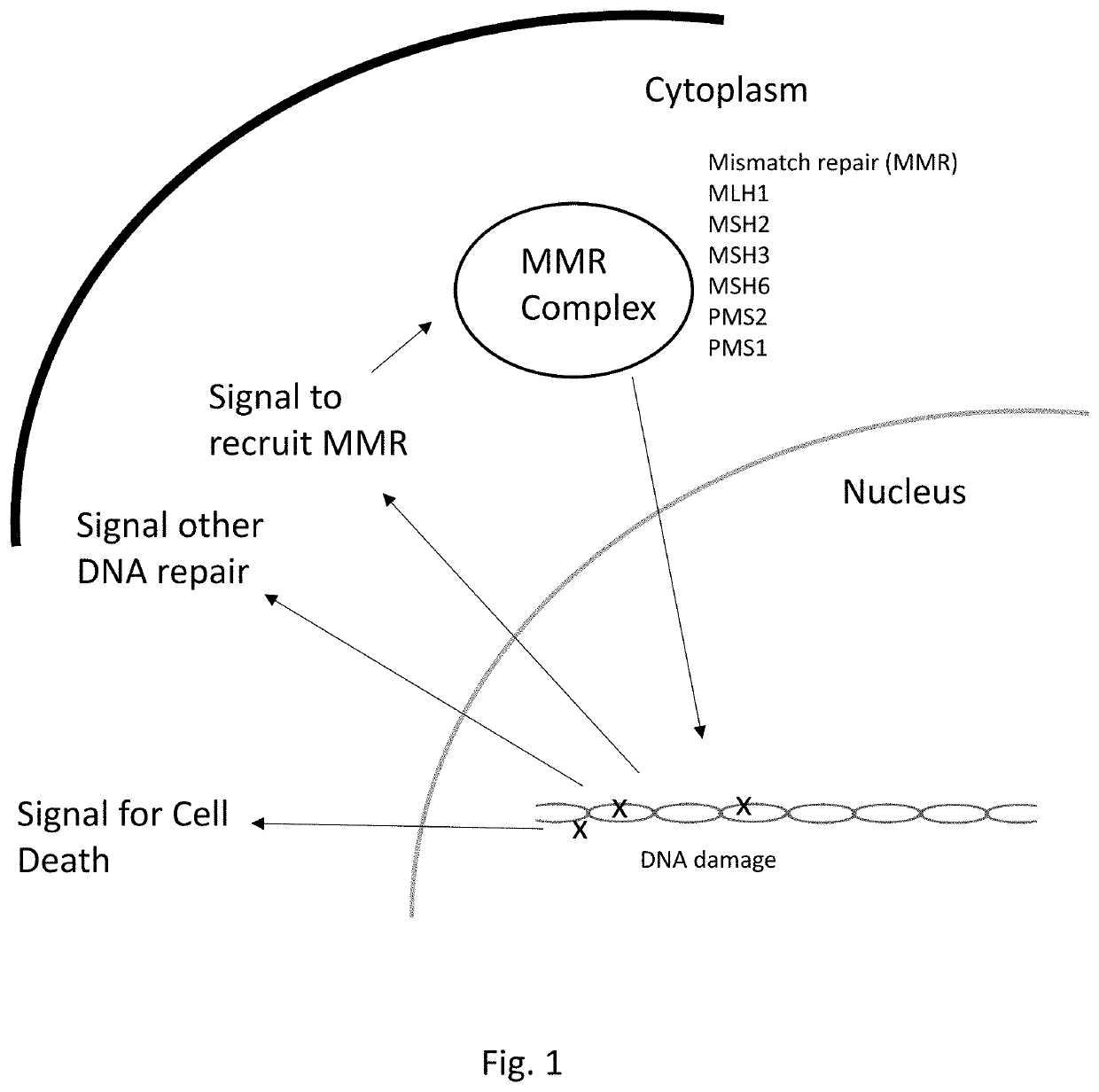 Methods and compositions for diagnosing and treating, germline mismatch repair deficiencies, lynch syndrome and assessing germline risks of cancer