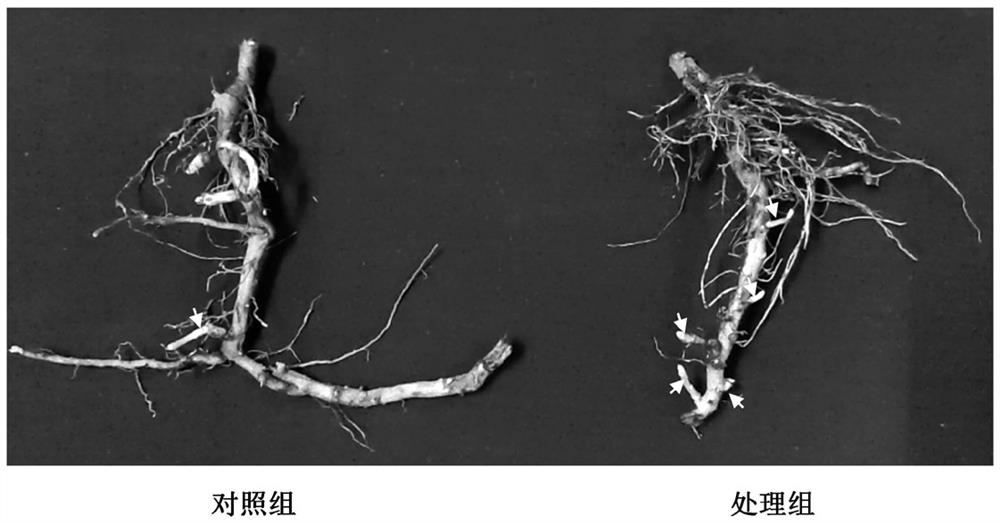 Regulation and control method for improving yield of multiple crops of wormwood in one year