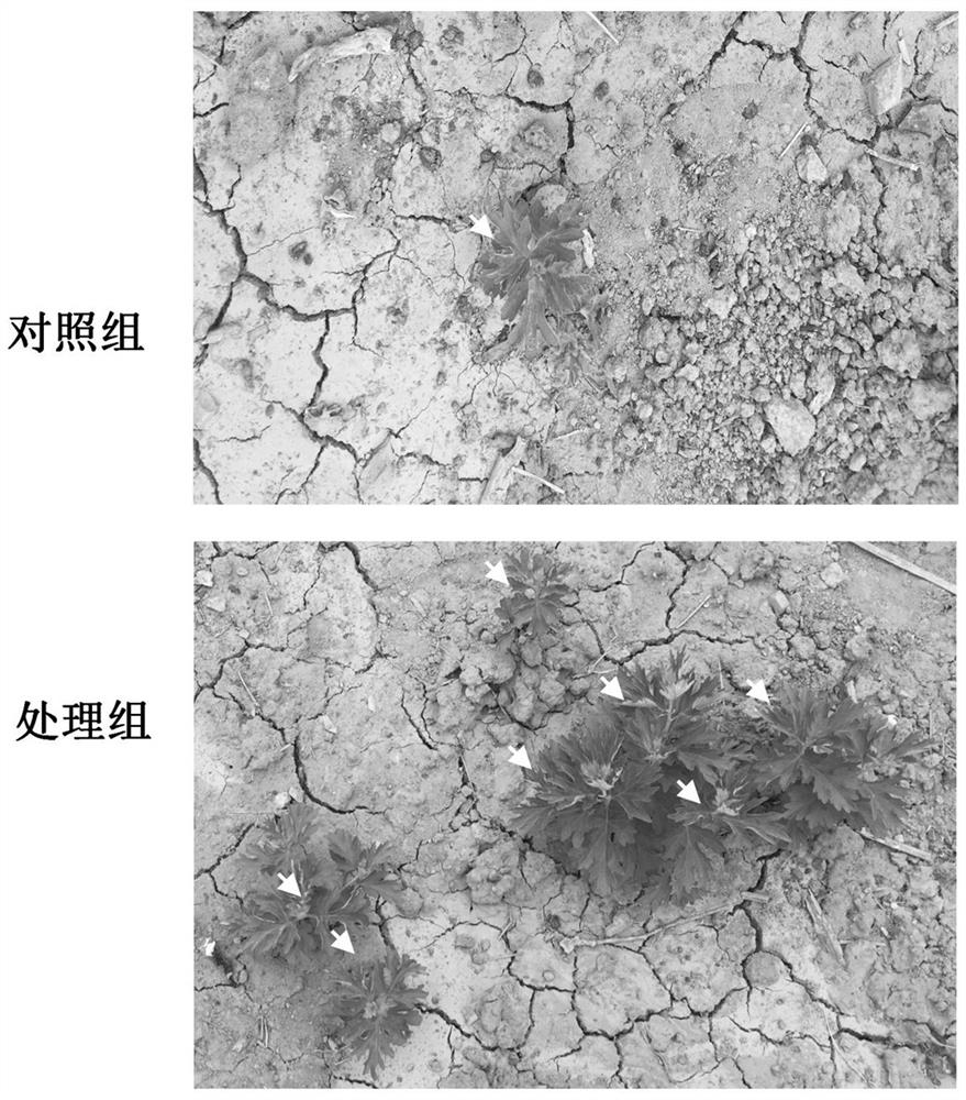 Regulation and control method for improving yield of multiple crops of wormwood in one year