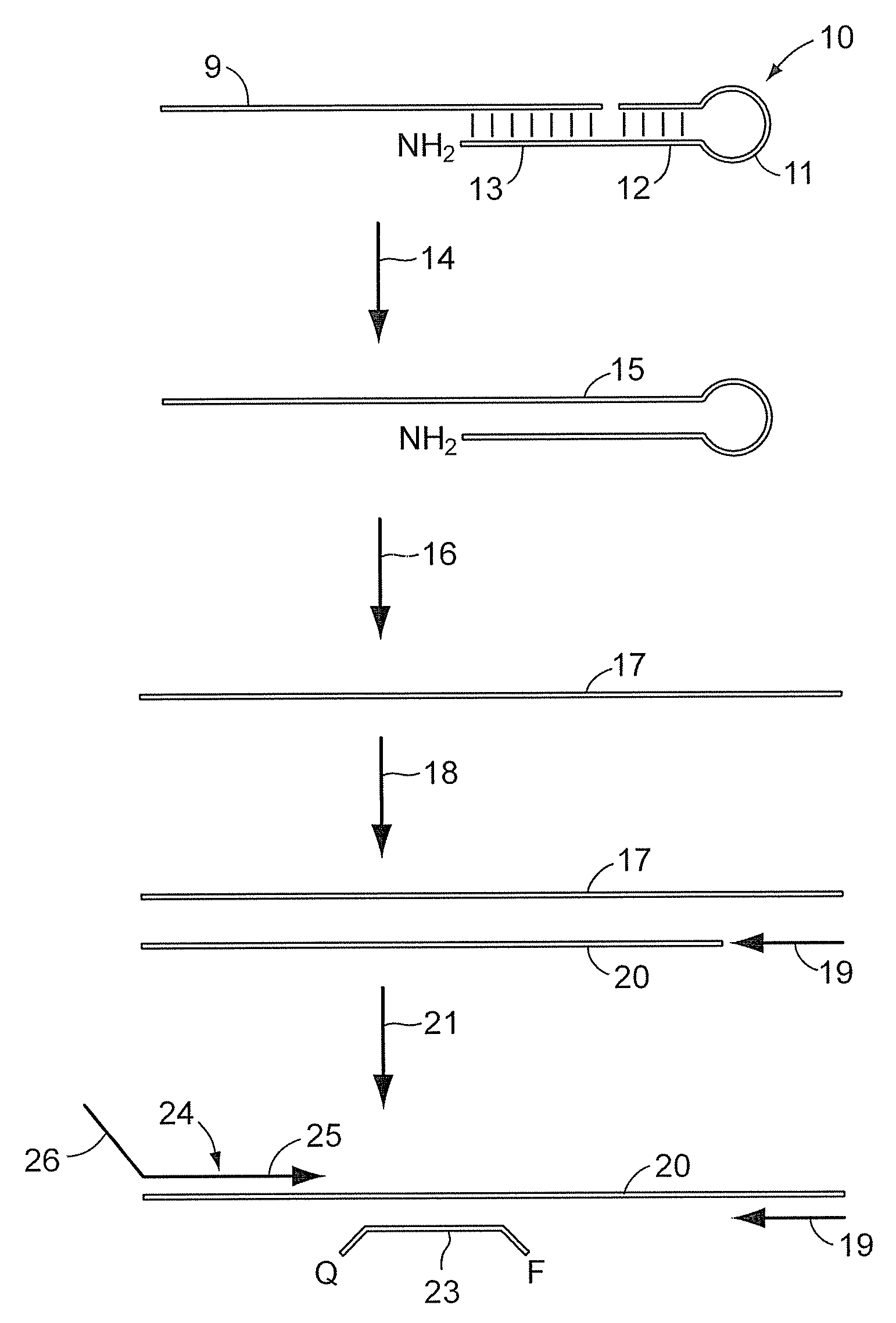 Method to Quantify siRNAs, miRNAs and Polymorphic miRNAs