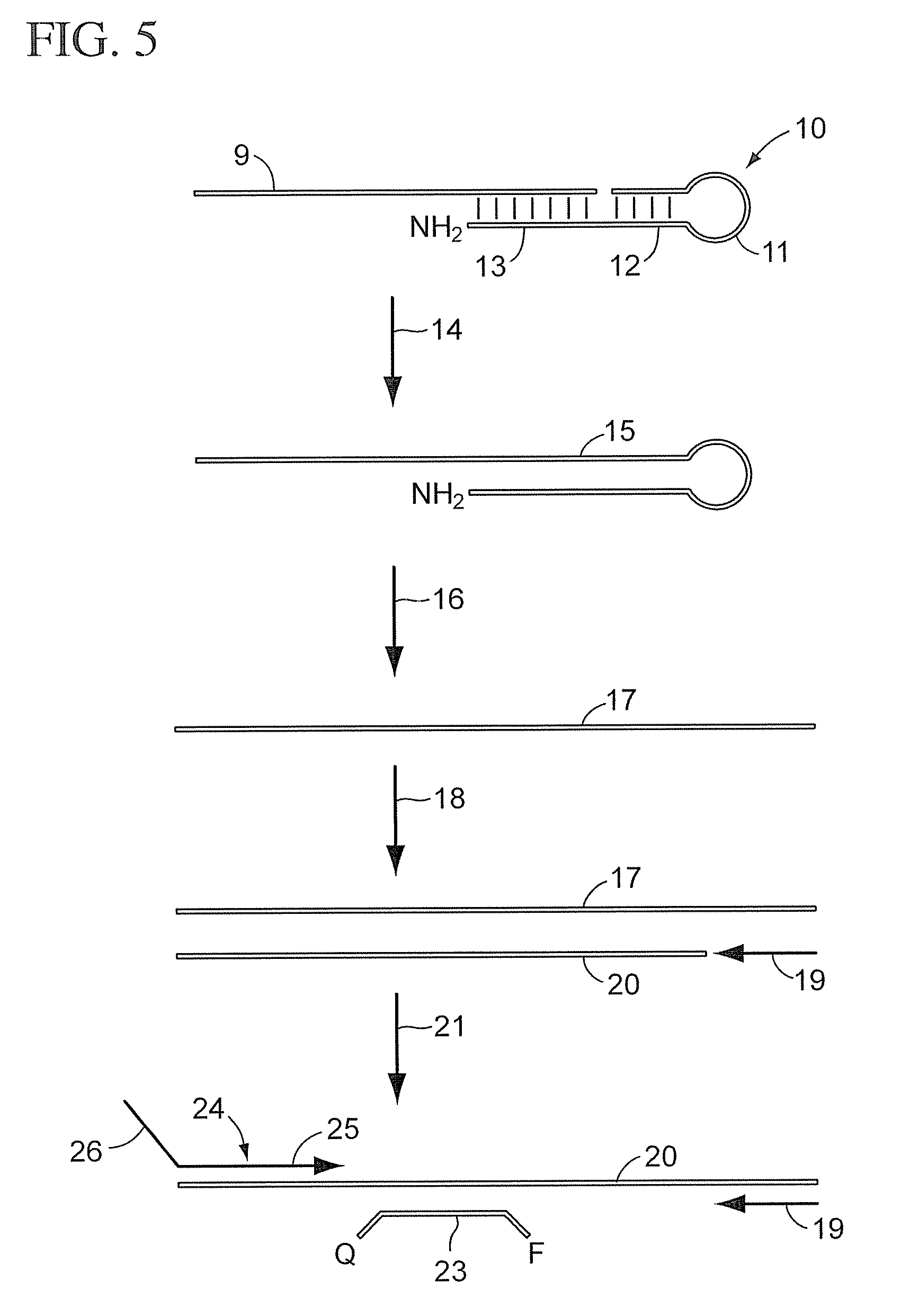 Method to Quantify siRNAs, miRNAs and Polymorphic miRNAs