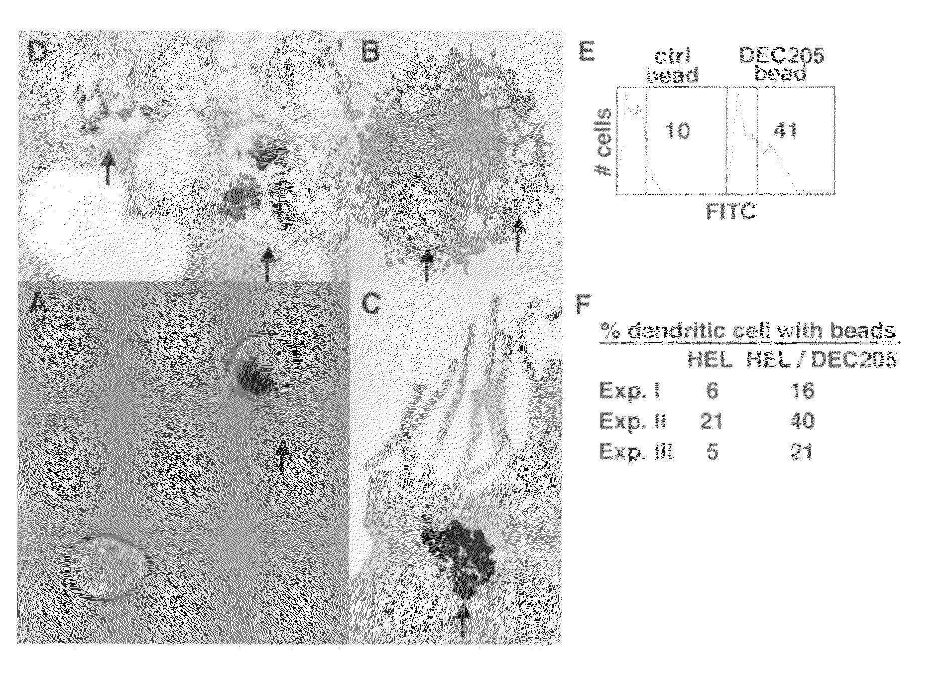 Dendritic cell targeting compositions and uses thereof