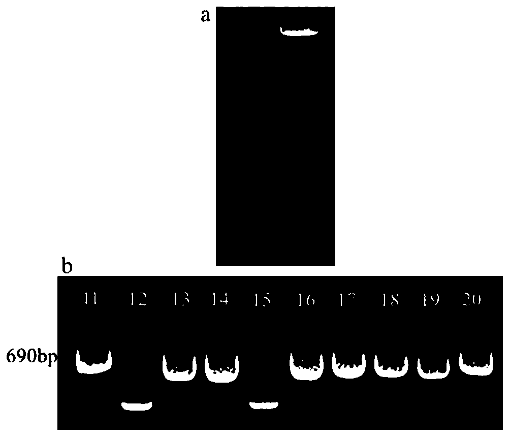 Cymbidium goeringii CgWRKY70 gene and application thereof