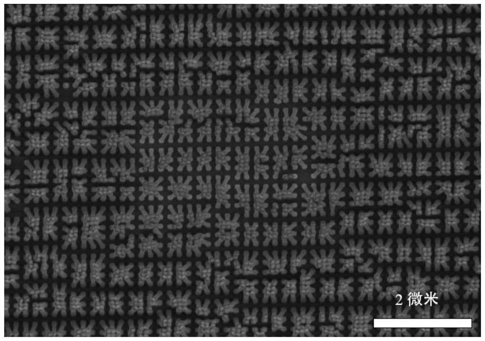 Brain natriuretic peptide detection device and detection method based on surface enhanced Raman scattering technology