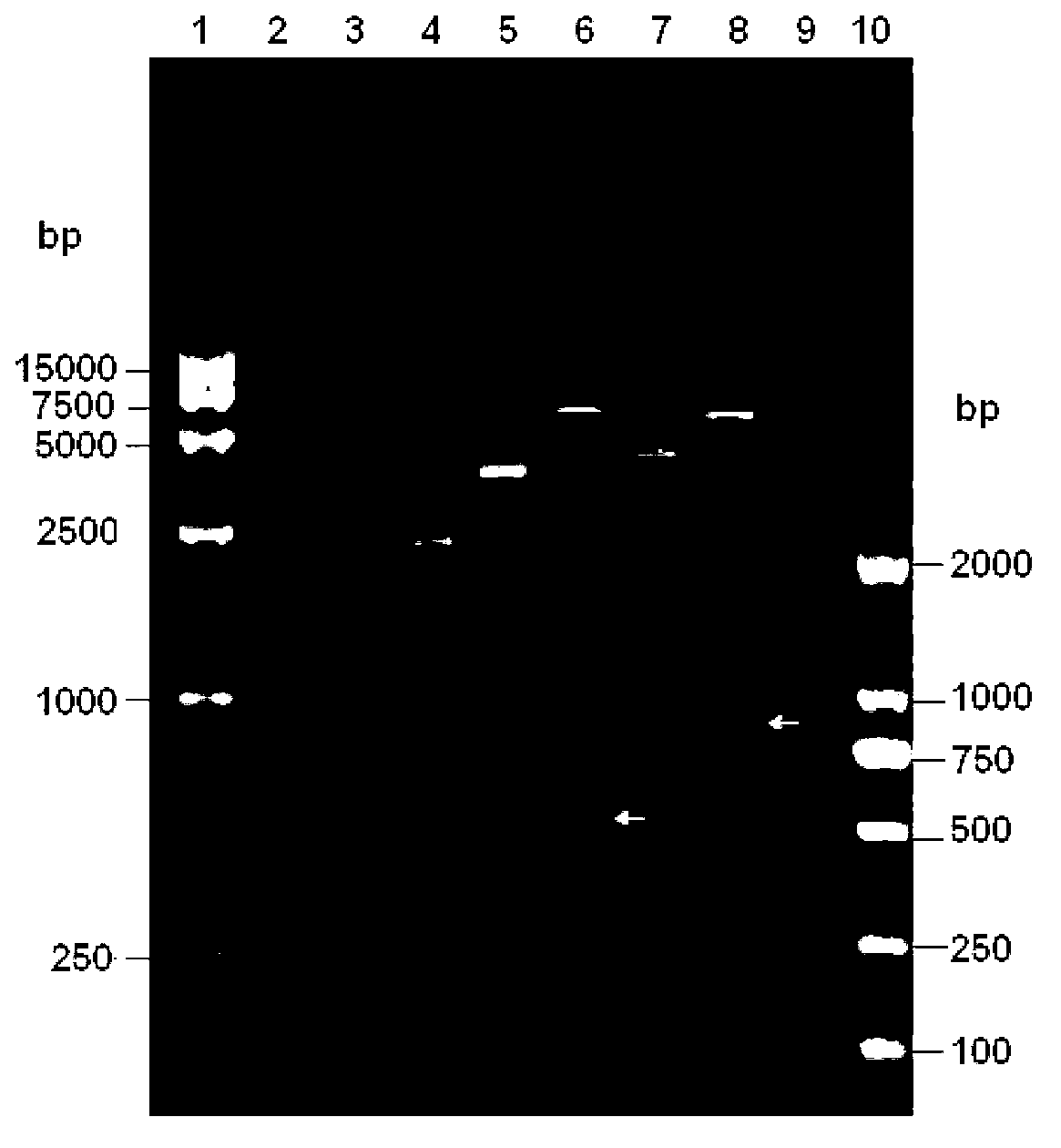 Chimeric virus, and preparation method and application thereof