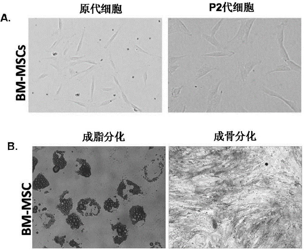 Pre-processing culture method for enhancing immune regulation capacity of mesenchymal stem cells