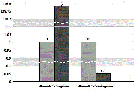 Method for enhancing and carrying out suppression expression on activity of miRNA in embryogenic callus of longan