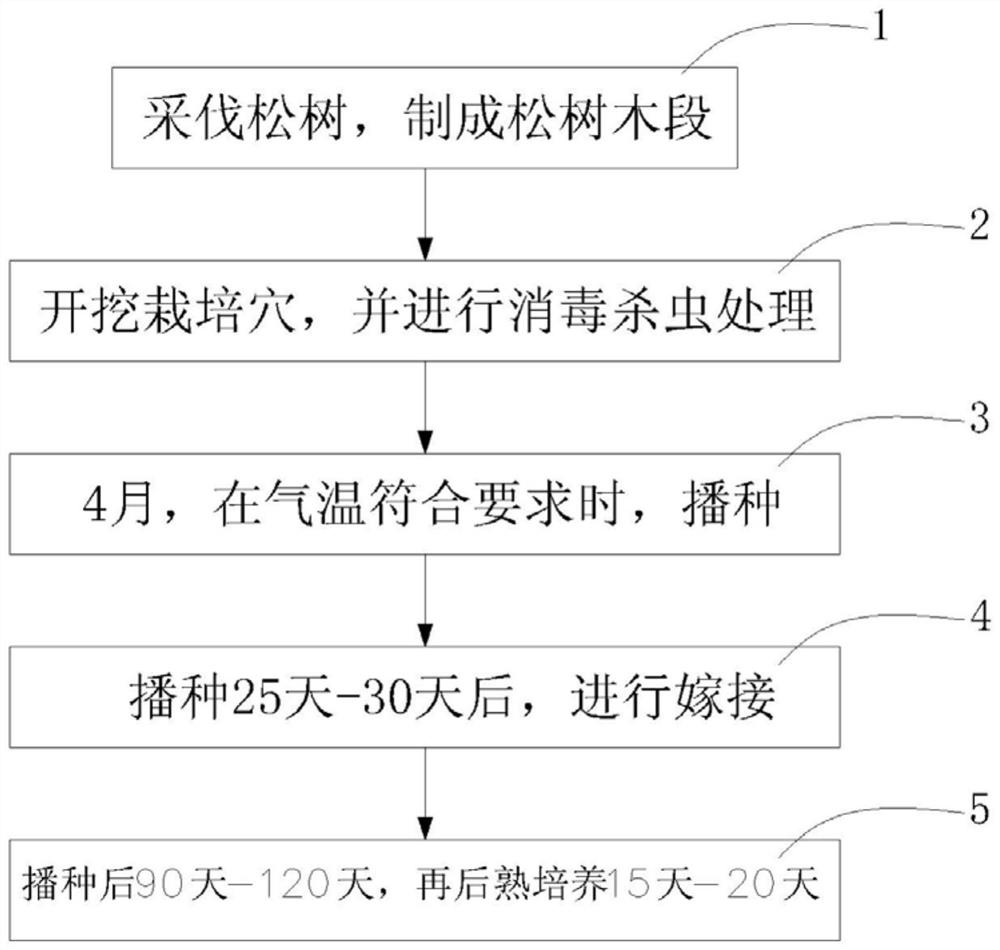 Pine poria cocos planting method