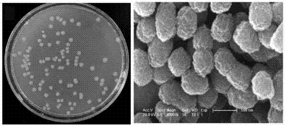 Citrobacter sp.JPG1 for heavy metal copper ion removal and application thereof