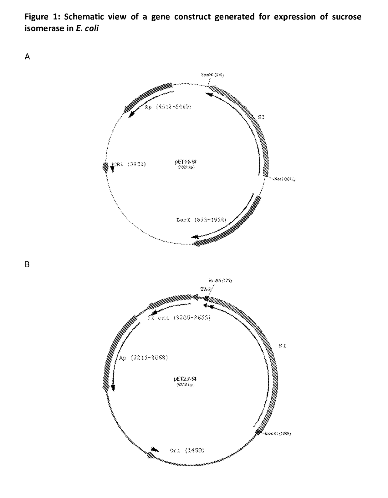 Polynucleotide for recombinant expression of isomaltulose synthase