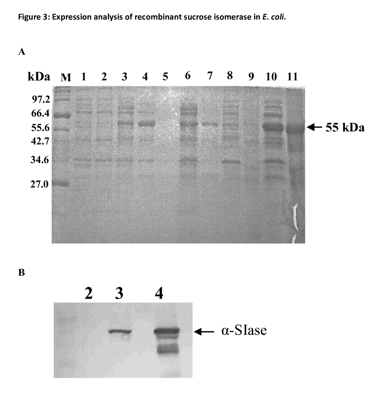 Polynucleotide for recombinant expression of isomaltulose synthase