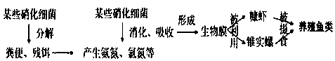 Aquaculture method of ecological food chain of intensive circulating aquaculture system