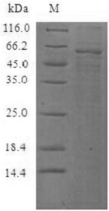 Gene and method thereof for expressing protein