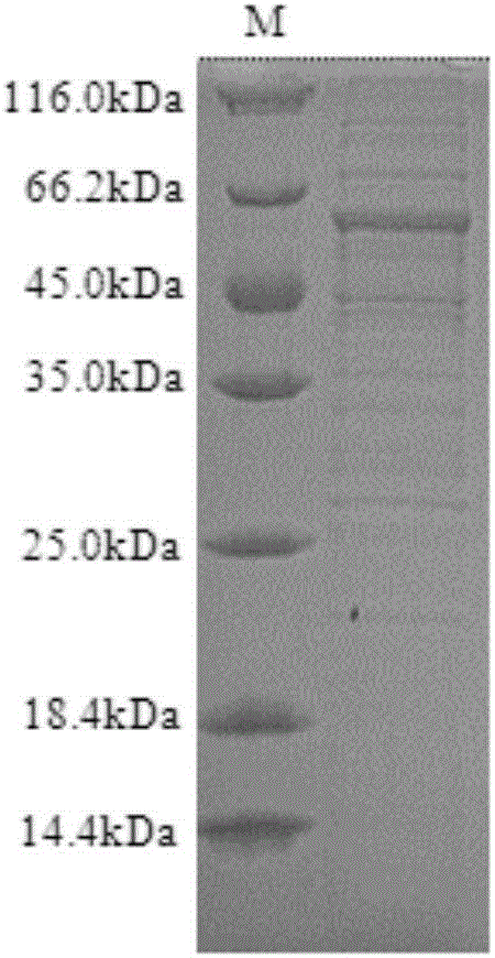 Gene and method thereof for expressing protein